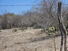 Tacinga inamoena, photograph (c) Celso Henrique Varela Rios, some rights reserved (CC BY)