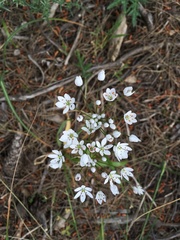 Allium subhirsutum