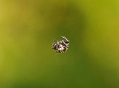 Araneus rotundulus