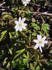Anemonoides amurensis