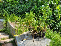 (c) Donald Davesne, some rights reserved (CC BY) Grammatophyllum speciosum, photograph (c) Donald Davesne, some rights reserved (CC BY)