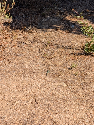 Tyrrhenian Wall Lizard