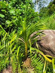 (c) Donald Davesne, some rights reserved (CC BY) Grammatophyllum speciosum, photograph (c) Donald Davesne, some rights reserved (CC BY)