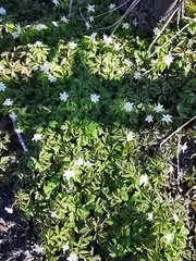 Anemonoides amurensis