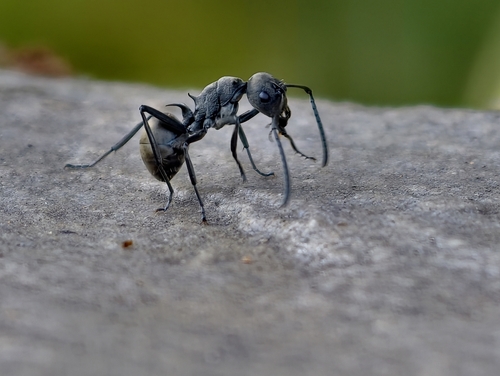Rich Spiny Sugar ant