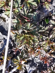 Anemonoides amurensis