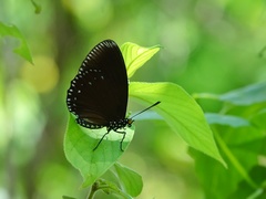 Euripus nyctelius