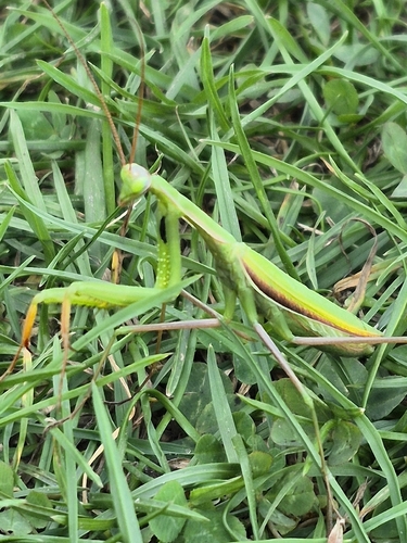European Mantis