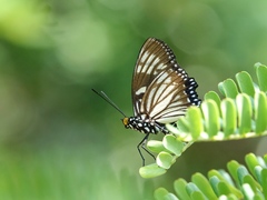 Euripus nyctelius