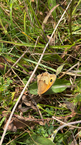 Meadow Brown