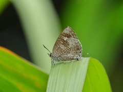 Arhopala birmana