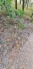 Pultenaea spinosa