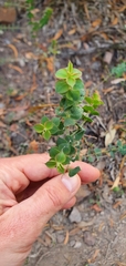 Pultenaea spinosa
