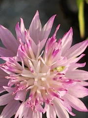 Centaurea crocodylium