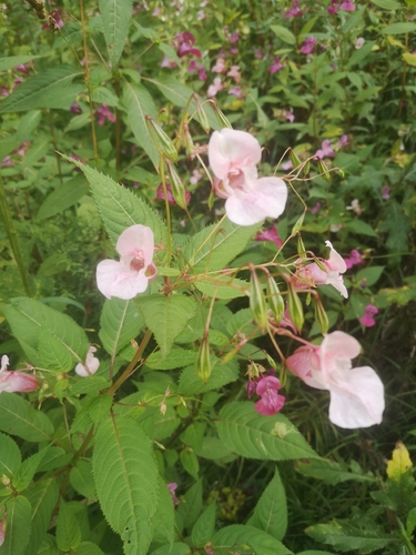 Himalayan balsam