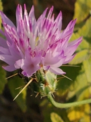 Centaurea crocodylium