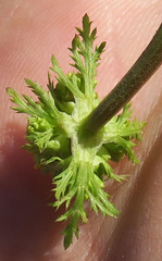 Sanicula graveolens