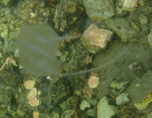 Arctic comb jelly
