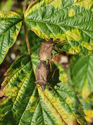 Spiny Shield Bug