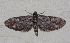 Eupithecia graefii