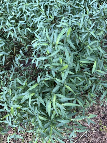 Japanese stiltgrass