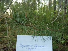Pinus sylvestris