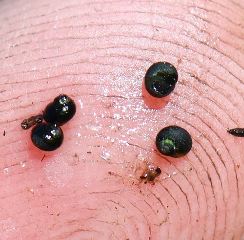 Horse Creek Pebblesnail