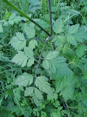 Chaerophyllum temulum