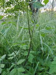Chaerophyllum temulum