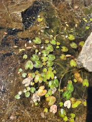 Nymphoides cordata, photograph author not stated, no rights reserved