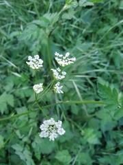 Chaerophyllum temulum