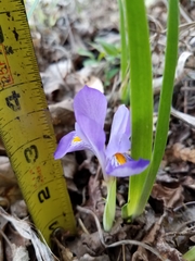 Iris verna