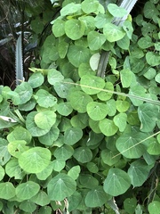 Stephania cephalantha