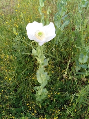 Papaver somniferum