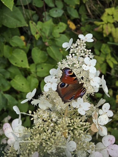 European Peacock Butterfly