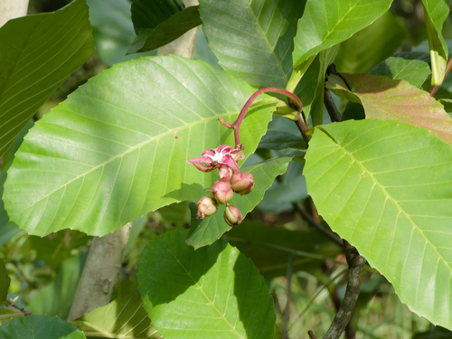 Dillenia suffruticosa