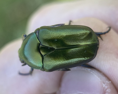 Copper Chafer