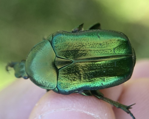 European Rose Chafer