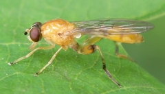 Sphegina sibirica