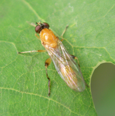 Sphegina sibirica