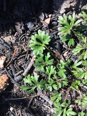 Actinotus forsythii