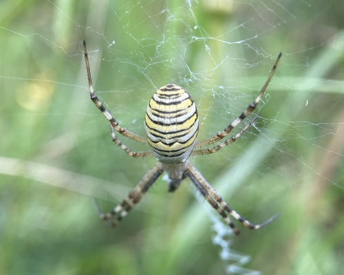 Wasp Spider