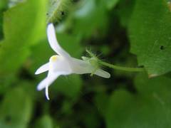 Cymbalaria pubescens