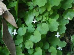 Cymbalaria pubescens