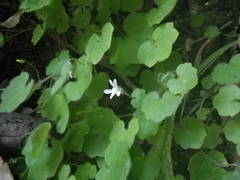 Cymbalaria pubescens