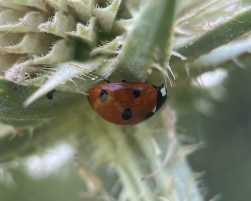 Seven-spotted Lady Beetle