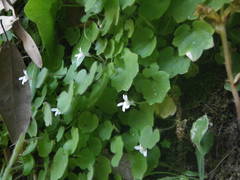 Cymbalaria pubescens