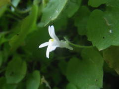Cymbalaria pubescens