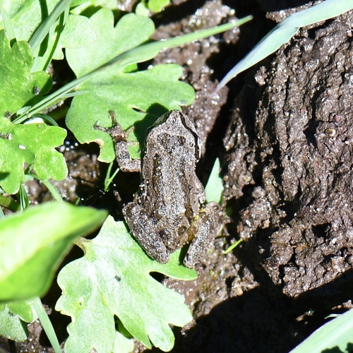 Pacific chorus frog