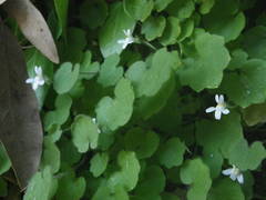 Cymbalaria pubescens